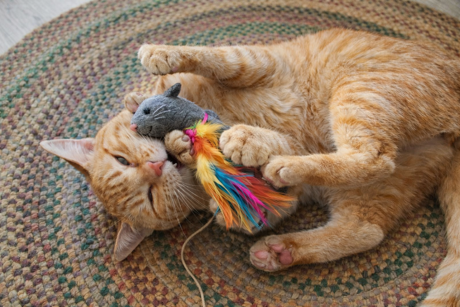 CAT TOYS